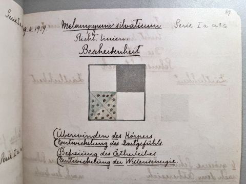 Melampyrum sylvaticum