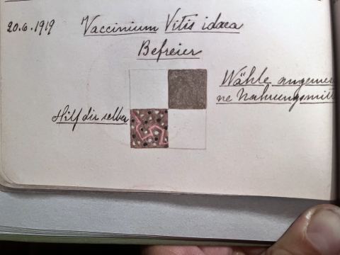 Vaccinium vitis-idaea