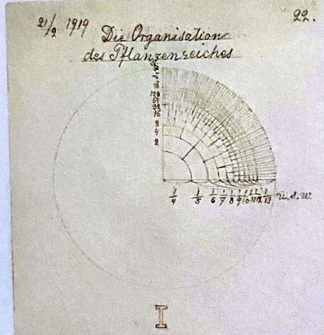 The Organization of the Plant Kingdom