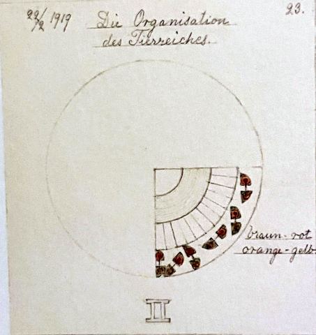 The Organization of the Animal Kingdom
