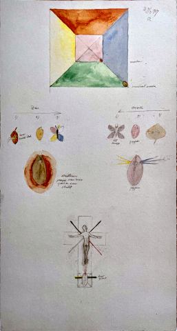 Pyramid, larval stages and cross