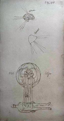 The Brain, the Heart, Rose and Lily